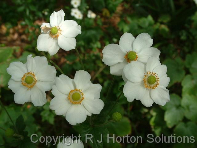 Anemone x hybrida white